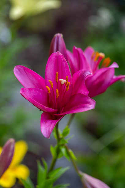 鲜黄花菜海报 