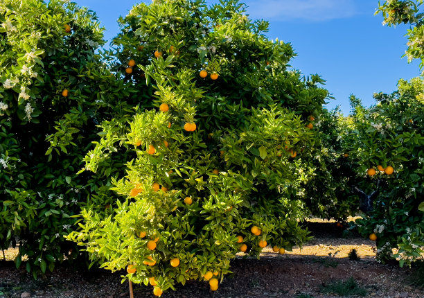 柑橘树,果蔬种植