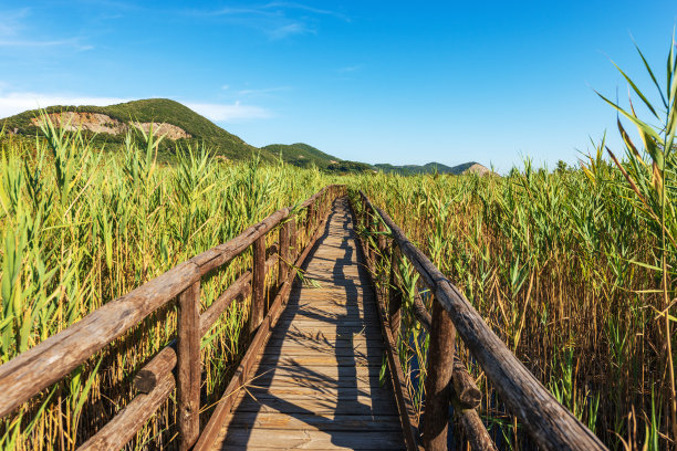 乡村,小径,湿地