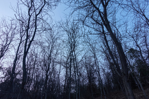 黄昏孤独树影