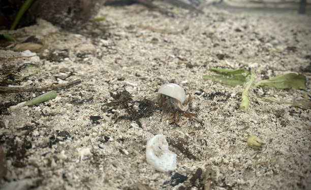 沙滩上的螃蟹洞