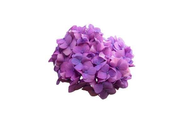 水彩蓝色紫色粉色绣球花