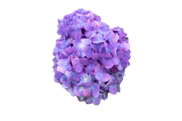 水彩蓝色紫色粉色绣球花