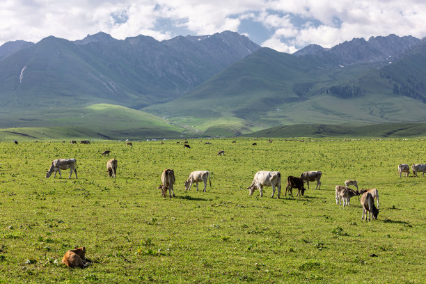 新疆雪山草原牧场
