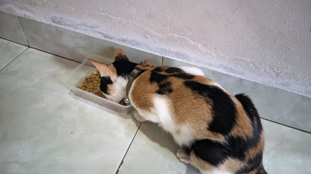 小猫,猫食,猫科动物