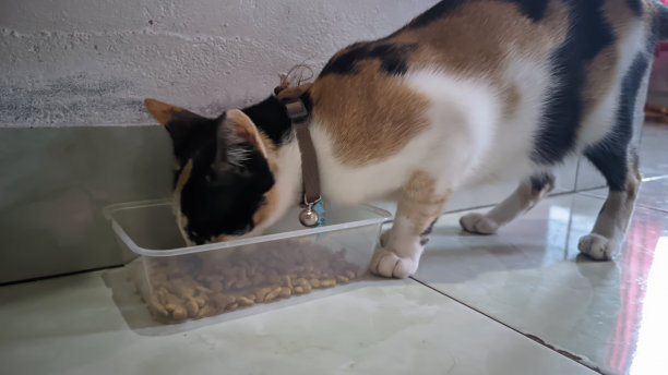 小猫,宠物食品,猫食