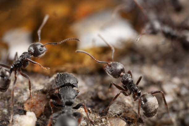 蚂蚁企业文化奋斗素材