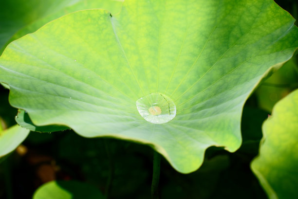 初夏的雨