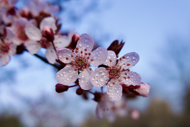 樱花花苞枝头雨中雨水
