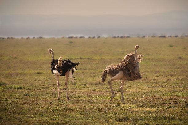 兽群,塞伦盖蒂国家公园,坦桑尼亚