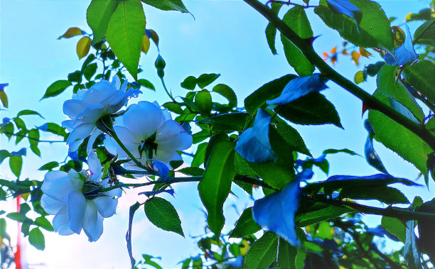 桃花樱花花艺图片