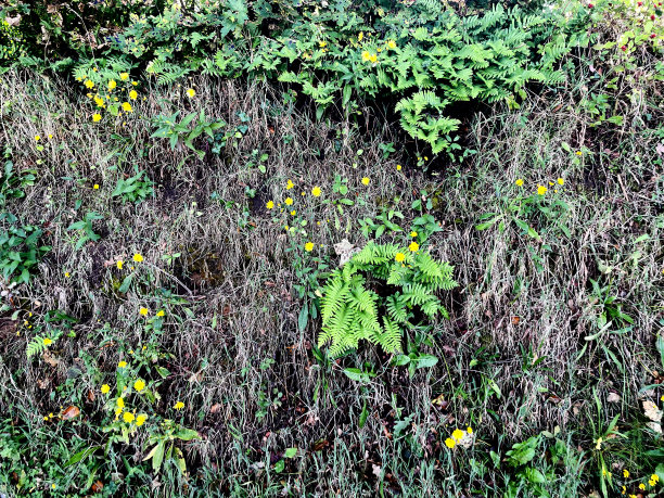 草 蕨类 地被开花植物图片