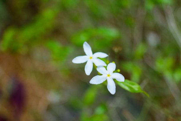 重瓣茉莉