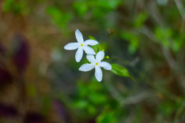 重瓣茉莉