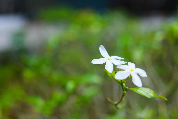 重瓣茉莉