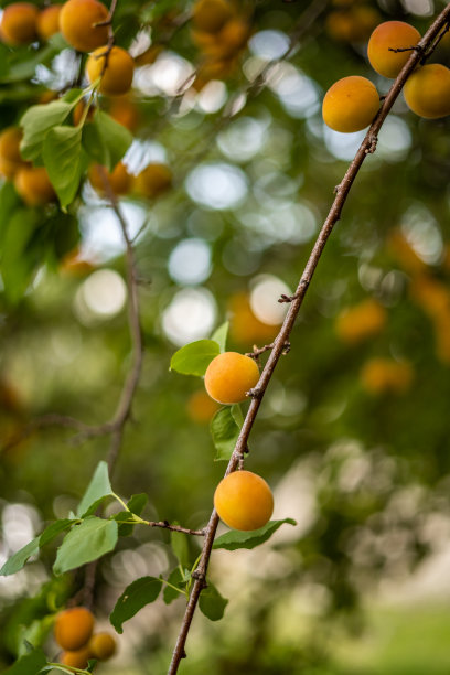 杏花,杏树林,高清大图