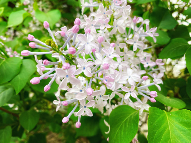 丁香花,春天,花,丁香,花卉