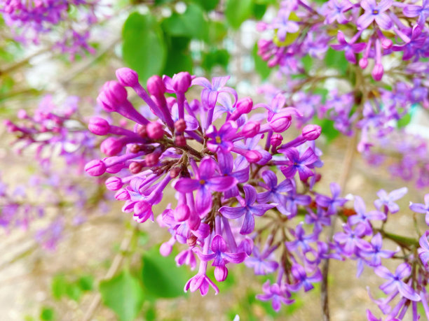 丁香花,春天,花,丁香,花卉