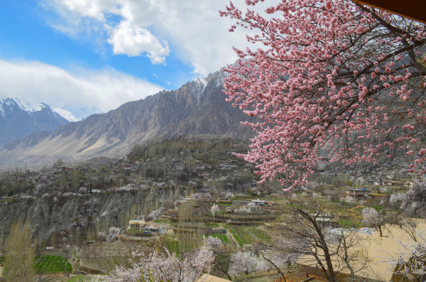 杏花雪山