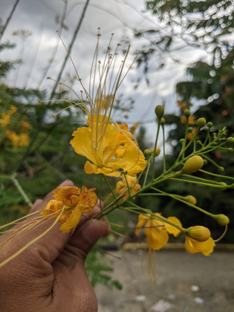 香草手牵手