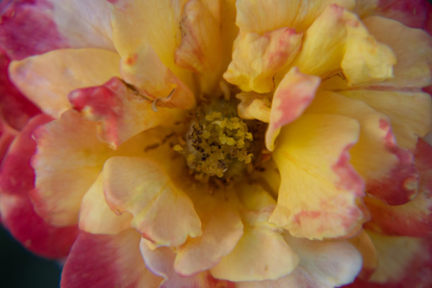 黄玫瑰,百合花,插花