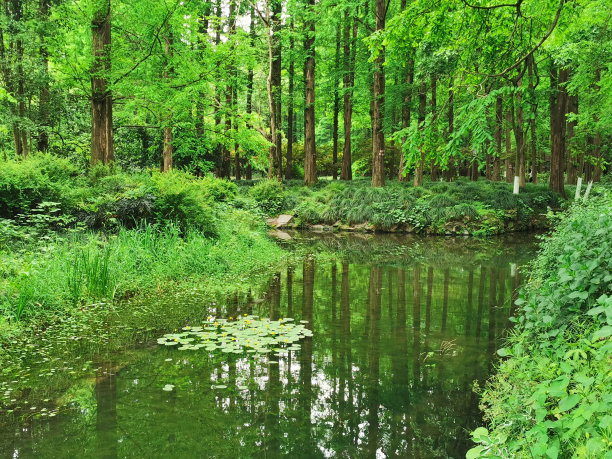 杭州湿地生态公园