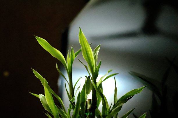 绿色植物背景竹子摄影