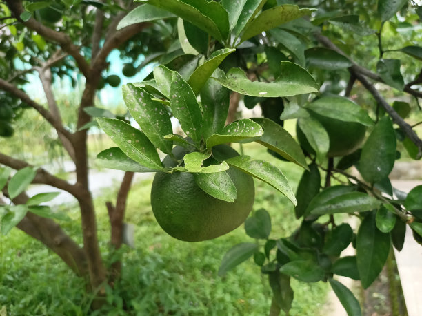 柚子种植地