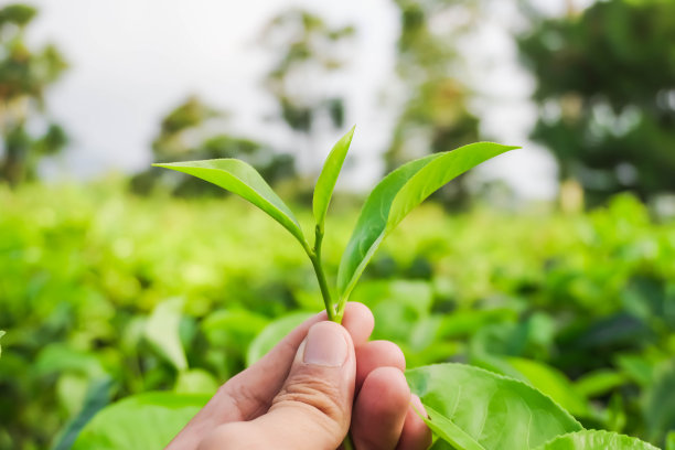 元气茶饮菜单