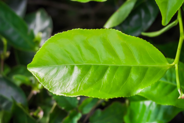 元气茶饮菜单