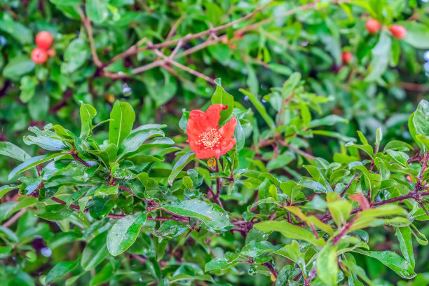 石榴花果纹