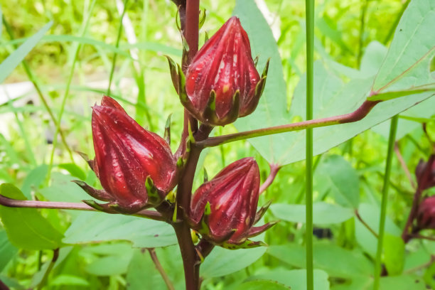 元气茶饮菜单