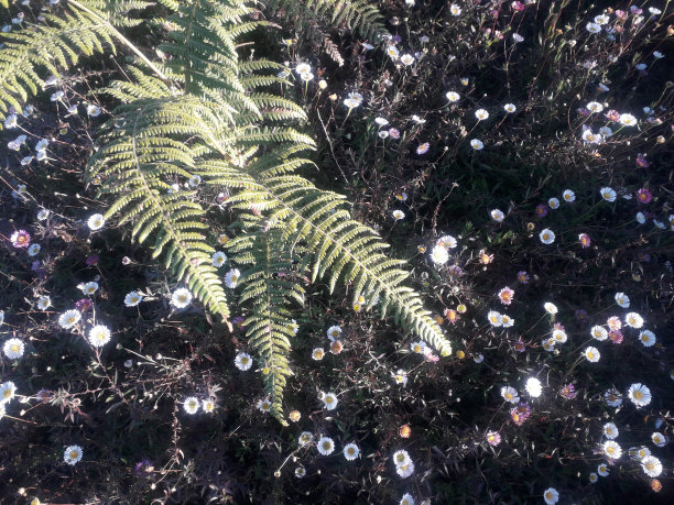 草 蕨类 地被开花植物图片