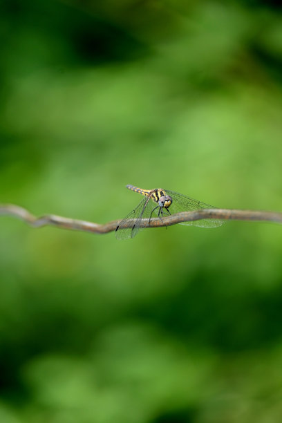 栖息在荷叶上的蜻蜓