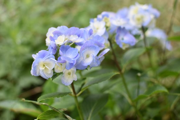 淡蓝色绣球花特写