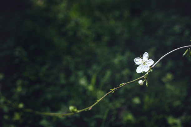 白色樱花,暗色背景