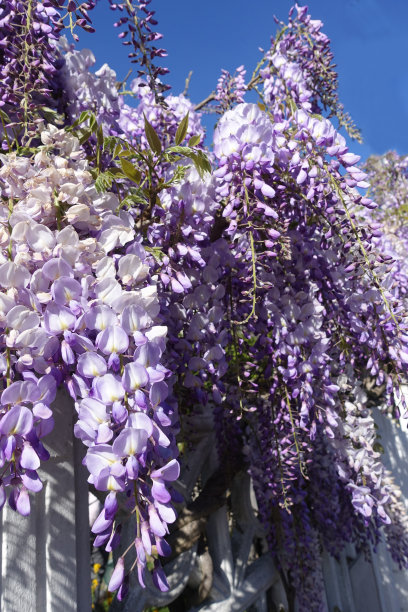 紫藤,花簇,鲜花盛开