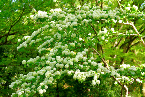 蝴蝶戏珠花