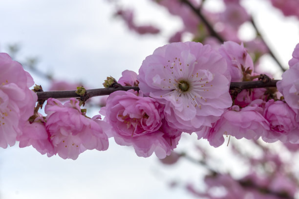 花簇,花头,花蕾