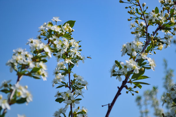 樱花1蜜蜂