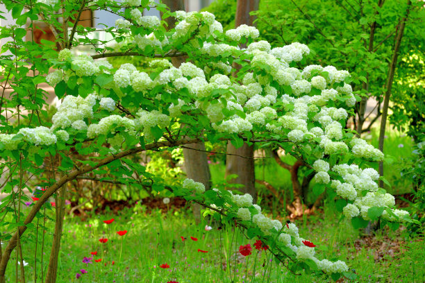 蝴蝶戏珠花