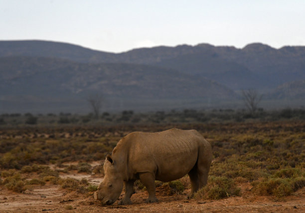 南非的犀牛