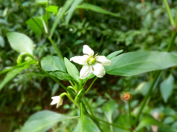 花椒春芽