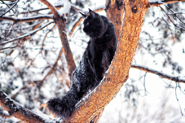 雪中的缅因猫