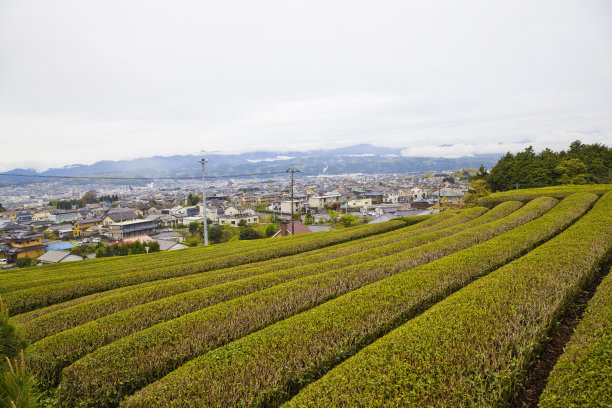 蓝天绿地茶园