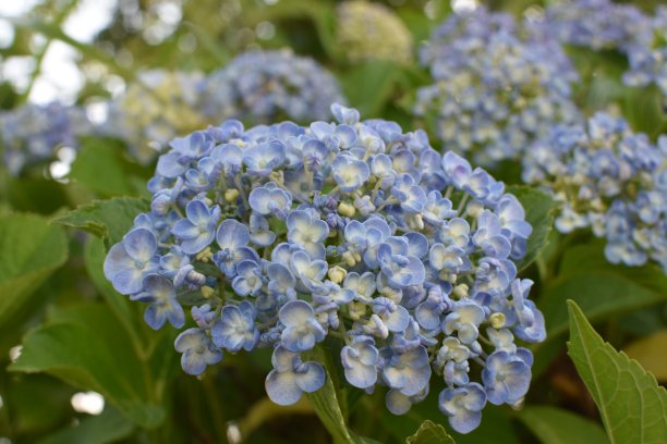 淡蓝色绣球花特写