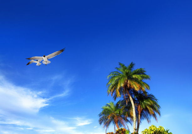 椰树蓝天海鸥