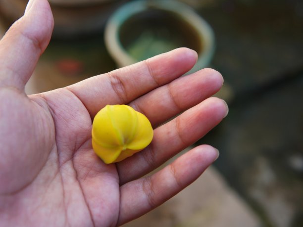 香草手牵手