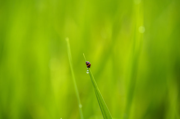 红色七星瓢虫昆虫露水