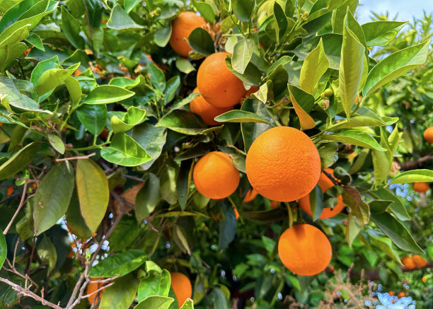 橙子,柑橘种植,果园